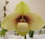 Paph. hangianumパフィオペディルム属ハンギアナム、5000円以上購入で送料無料。