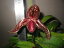 Paph. Rachael Anne Booth パフィオペディルム属ラサエル アニー ブース5000円以上購入で送料無料。
