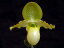 Paph, primulinum パフィオペディラム属 プリムリナム5000円以上購入で送料無料。