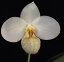 Paph..emersoniiパフィオペディラム属エマーソニー5000円以上購入で送料無料。