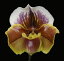 Paph.Paeony 'Regency' AM/RHS パフィオペディラム属ペオニー’レジェンシー5000円以上購入で送料無料。