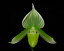 Paph.Goultenianum 'Album' パフィオペディラム属グールテニアヌム'アルバム’5000円以上購入で送料無料。
