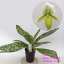 Paph.Alma Gavaert'Golden Gate'パフィオペディルム属アルマゲバート’ゴールデンゲート’5000円以上購入で送料無料。