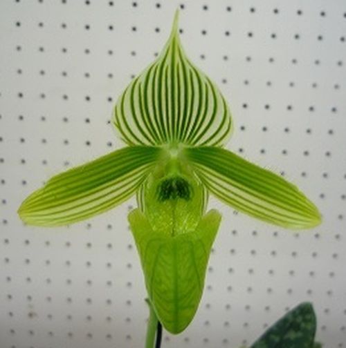 Paph,wardii var albumパフィオペディルム属ワーディー バー アルバム