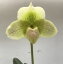 Paph.Milles Deughterパフィオペディルム属ミラーズドータ