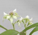 Encyclia chacaoense’Suzuki'x selfエンサイクリア属　チャカオエンシス 'スズキ’xセルフ