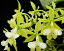 Epi.stamfordianum alba 'Alpha' x selfエピデンドラム属スタンフォーディアナム アルバ 'アルファ' x セルフ5000円以上購入で送料無料。