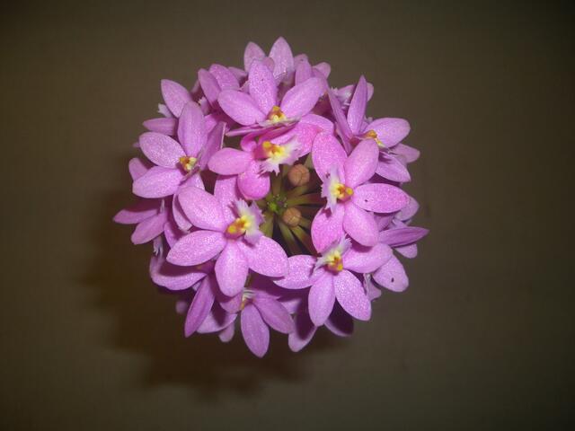 エピデンドラム属 スプライト バレー　' ピッコロ ' 小鉢のままでもボールに咲く花付の良い可愛らしいピンク系の個体です。エピデンドラム属 スプライト バレー　' ピッコロ ' 花立ち良い。