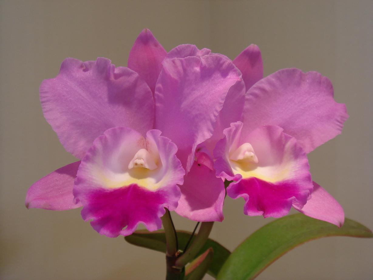 Lc.Imperial Wings 'Noble' SM/JOGA　X C.Candy Tu