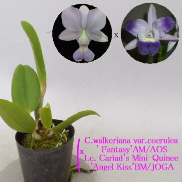 C.walkeriana var.coerulea' Fantasy'AM/AOS XLc.Cariad's Mini-Quinee'Angel Kiss'BM/JOGAレリオカトレア属ワルケリアナ セルレア'ファンタジー'xカリアズミニクイニー'エンジェルキス'5000円以上購入で送料無料。