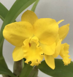 Rth. Morning Call ‘Pinokio’ リンカトリアンセ 属.モーニングコール’ピノキオ’