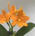 Rth.Young-Min Orange リンカトリアンセ 属ヤンミン オレンジ ( Rth.Viola Nuggett x Ctt. Trick or Treat) 2005年3月10日登録 小輪ながら濃い目のオレンジ色の花が咲きます。 育てやすく大株にすると迫力あります 写真1は開花例です。リンカトリアンセ属ヤンミンオレンジ 濃い目のオレンジで大変花付きが良く初心者向き