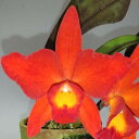 Rlc.Imperia Topaz 039 Yellow 039 x S.coccinea 039 F 039 リンコレリオカトレア属インペリアトパーズ’イエロー’xソフロニティス.コクシネア’F’