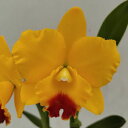 Rlc.Memorial Gold 'Autumn Yellow'RIJgAAS[h `IE^CG[' IE^CG['