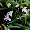 Ceratostylis philippinensisセラトスティリス属フィリピネンシス