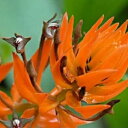 Eria.ornata エリア属オルナータ