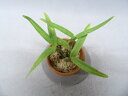 Scaphyglottis　sp　スカフィグロティス 属 種名不明 3