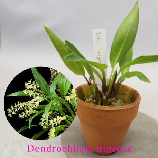 Dendrochilum irigenseデンドロキラム属イリゲンセ