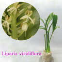 Liparis viridifloraリパリス属ビリディフローラ