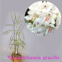 Neobenthamia gracilis ネオベンザミア属グラキリス その1