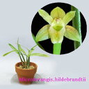 Scaphyglottis sp スカフィグロティス 属 種名不明