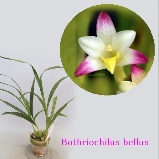 Bothriochilus bellusボトリオキルス属ベラス