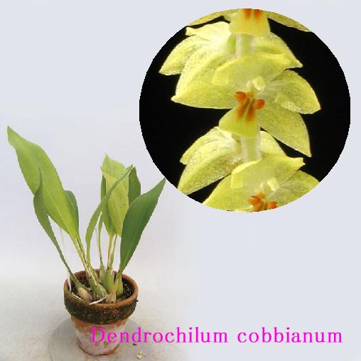 Dendrochilum cobbianum デンドロキラム属、コビアナム