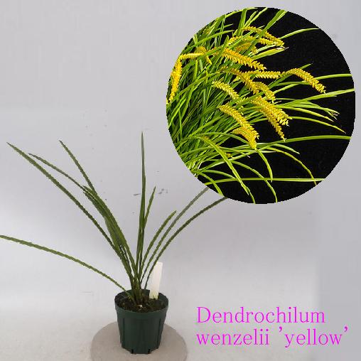 Dendrochilum wenzelii 'yellow'デンドロキラム属 ウェンゼリー'イエロー'