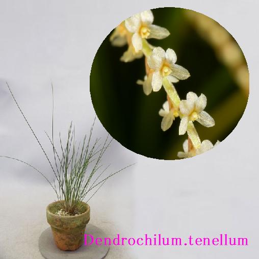 Dendrochilum.tenellumiデンドロキラム属 テネラム