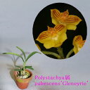 Polystachya属 pubescens'Gleneyrie'CBM/AOSポリスタキア属 プベッセンス'グレネイリー'