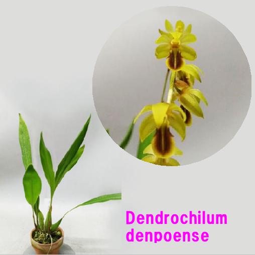 Dendrochilum denpoenseデンドロキラム属デンポエンセ