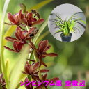 cym.floribundum シンビジウム属 キンリョウヘン 金稜辺【花芽付き】