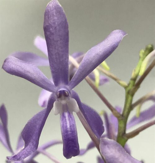 Vandachostylis Blue Star バンダコスティリス属ブルースター