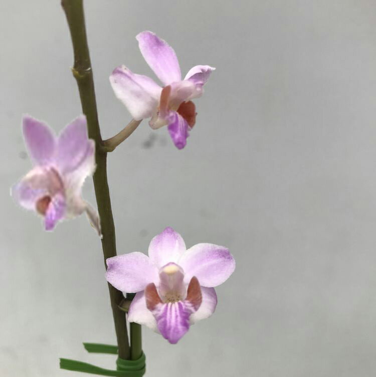 Phal.pulcherrimaファレノプシス属プルケリマ