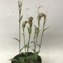 Pterostylis toveyana (alata x concinna) プテロスティリス属トヴェヤナ 4～5球入り。 自然交雑種 原産地：オーストラリア。 開花時期：11～2月。 花立良く丈夫です。 花後は地上部が枯れて球根で休眠します。 写真1は花見本です。プテロスティリス属トヴェヤナ花立良く丈夫です。