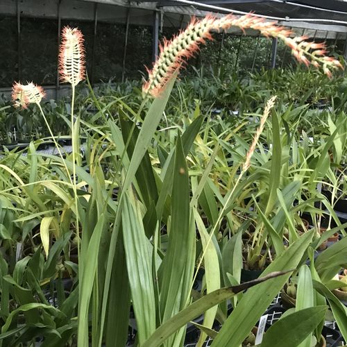 Dendrochilum kopfiiデンドロキラム属コフィー