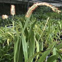 Dendrochilum kopfiiデンドロキラム属コフィー