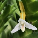 Eria.aporoidesエリア属アポロイデス