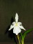 Milt.spectabilis albaミルトニア属スペクタビリス アルバ5000円以上購入で送料無料。