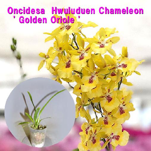 Oncidesa Hwuluduen Chameleon 039 Golden Oriole 039 オンシデサ属 ホールデン カメレオン 039 ゴールデン オリオール 039