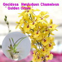 Oncidesa　Hwuluduen Chameleon　' Golden Oriole 'オンシデサ属 ホールデン カメレオン 'ゴールデン オリオール'