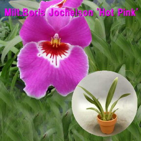 Milt.Boris Jochelson 'Hot Pink'　ミルトニア属ボリスジェッケルソン’ホットピンク’