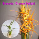 Brasada　Orange Delight　ブラサダ属オレンジデライト その1