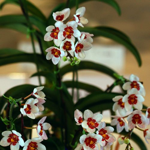 Sarco.Arcadia x Heidiサーコキラス属アルカディア x ヘイディ(4)