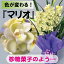 シンビジューム.ミニサラ’マリオ’3本【直立仕立て】 送料無料。