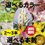 選べるシンビジューム2〜3本立ち 送料無料。