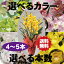 選べるシンビジューム4〜5本立ち 送料無料。