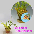 Max.Mem. Ben Berliner マキシラリア属．メモリア ベン ベリナー