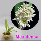 Max.densaマキシラリア属．デンサ＝（新）Camaridium　densum