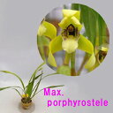 Max. porphyrostele}LVAD|tBXeiVjBrasiliorchis porphyrosteleuVILX|tBXe